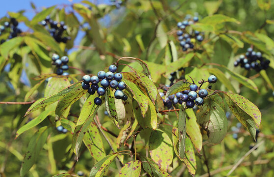 Blue-fruited Dogwood (Cornus obliqua) with its silvery-blue berries that ripen in summer and are consumed by many birds and other wildlife. 