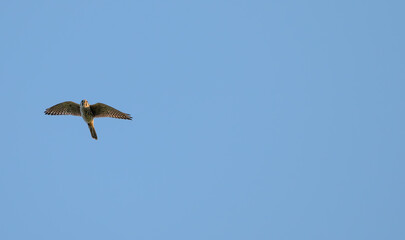 American kestrel flies against a blue sky.