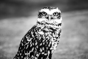 Buho en Mar Chiquita