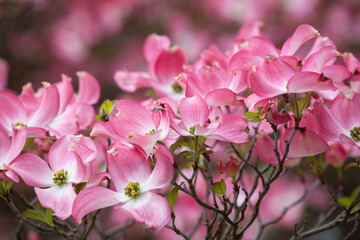 Closeup of vibrant, delicate, elegant pink dogwood blossoms against a soft focus background in springtime
