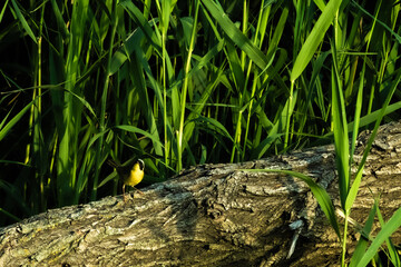 Common Yellowthroat