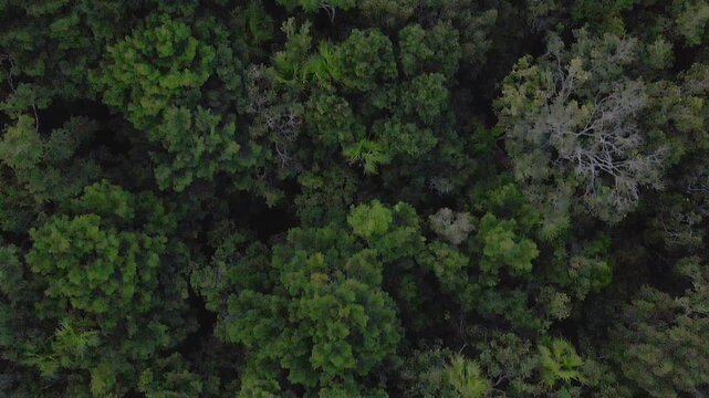 Top aerial view of trees in the Mayan Jungle in Tulum