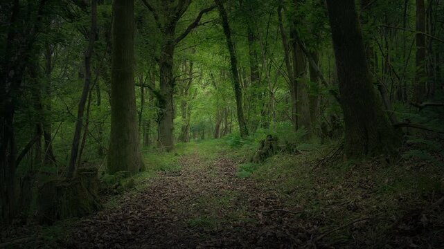 Path In Dark Fantasy Woodland