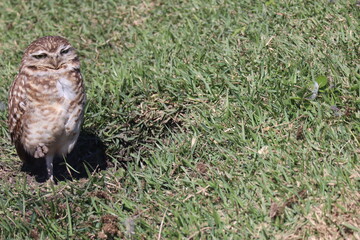 Owl sunbathing with green grass in the background