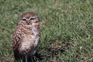 Owl sunbathing with green grass in the background