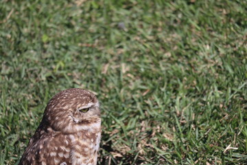 Owl sunbathing with green grass in the background