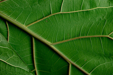 green leaf texture