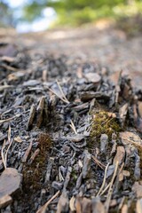 Close-Up of Rotting Tree Trunk with Moss