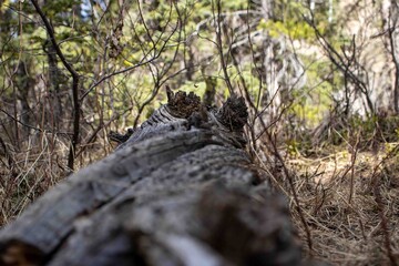 Fallen Tree Surrounded by Greenery