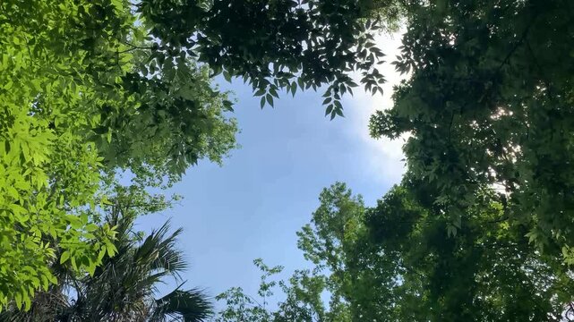 Hiking in the forest near Spring Hammock Preserve in Seminole County of Sanford, Florida