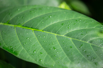 Green leaf with water drops, close-up, nature background.