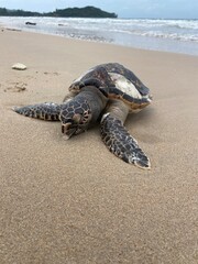 Dead sea turtle at a beach in Thailand.
