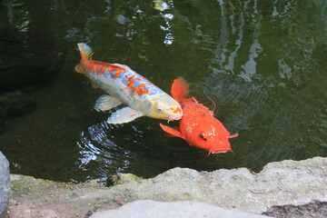 Colorful ornamental red and white Koi, Bekko nishikigoi, with stretched out white barbels swimming in green waters of shallow outdoor pool