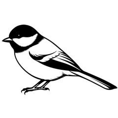 Capped chickadee isolated on white, capped chickadee vector illustration, bird vector art, capped chickadee silhouette, penguin with cream vector icon, animales line art, eps