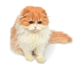 Beautiful red-haired kitten posing lying isolated on white background. Scottish fold cat