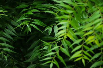 A branch of Azadirachta indica, neem tree showing compound leaves