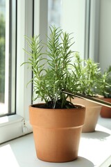 Watering aromatic green rosemary at windowsill, closeup