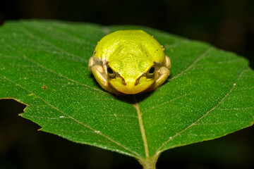 葉の上で休むアマガエル