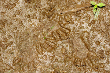 野生動物の足跡が刻まれた雨上がり