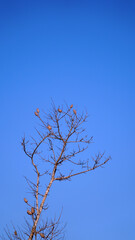 Cottonwood tree. This tree produces cotton as raw material for cotton. Blue sky background. Focus selected