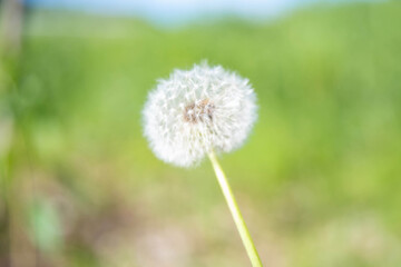A common dandelion in Hudson, Wisconsin