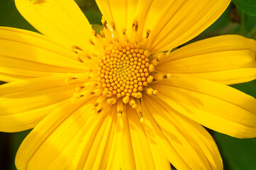 Heliopsis helianthoides flowers are yellow and better known as false sunflowers or early sunflowers that thrive in the highlands