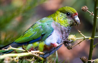 Multicolored Parrot, bird