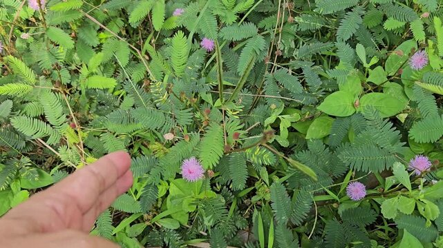 Close up of man's hand touch mimosa pudica. The sensitive compound leaves quickly fold inward and droop when touched.