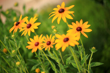 Chrysanthemums are in full bloom.