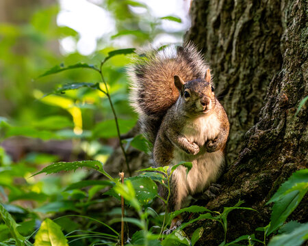 portrait of a squirre