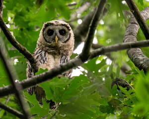 barred owlet portait