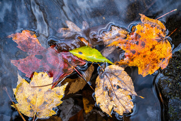 autumn leaves in water