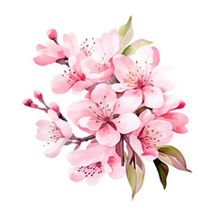 Obraz premium Delicate Cherry Blossom Watercolor Bouquet on White Background