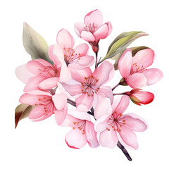 Delicate Watercolor Bouquet of Vibrant Cherry Blossoms on White Background