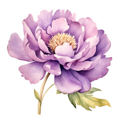 Obraz premium Delicate Watercolor Peony Blossom in Soft Purple Hues