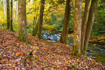 forest floor in autumn in Appalachia by stream