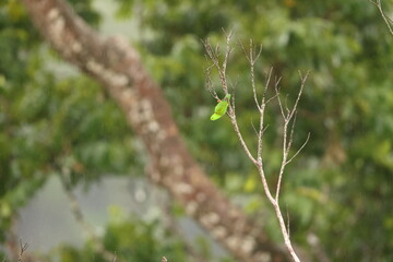 Great hanging parrot or Sulawesi hanging parrot (Loriculus stigmatus) is a species of parrot in the...