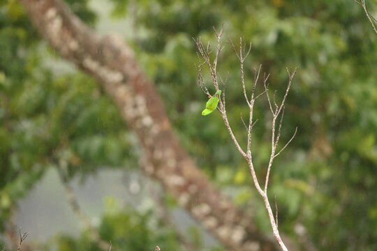 Great hanging parrot or Sulawesi hanging parrot (Loriculus stigmatus) is a species of parrot in the family Psittaculidae. It is endemic to Sulawesi and nearby smaller islands in Indonesia.