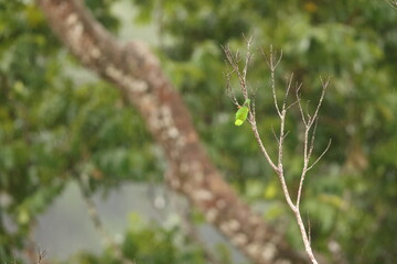Great hanging parrot or Sulawesi hanging parrot (Loriculus stigmatus) is a species of parrot in the family Psittaculidae. It is endemic to Sulawesi and nearby smaller islands in Indonesia.
