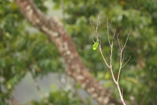 Great hanging parrot or Sulawesi hanging parrot (Loriculus stigmatus) is a species of parrot in the family Psittaculidae. It is endemic to Sulawesi and nearby smaller islands in Indonesia.
