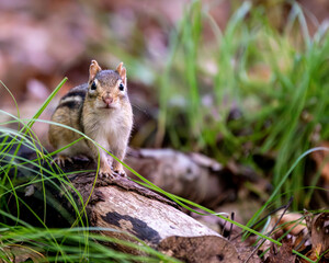 Chipmunk