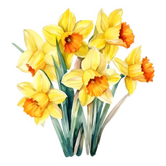 Vibrant Watercolor Painting of Blooming Daffodil Flowers on White Background