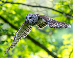 Barred owl flying