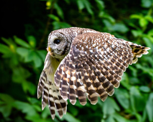 Barred owl in flight