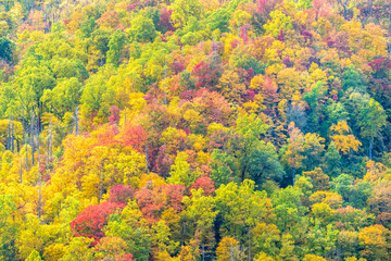 Fall colors in Great Smoky Mountains