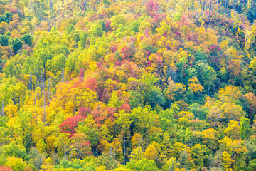 Fall colors in the Smoky Mountains