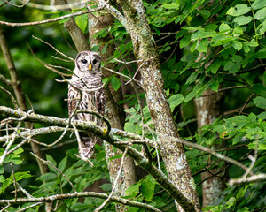 Barred owlet