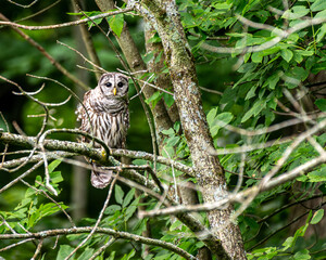 Young Barred Owl