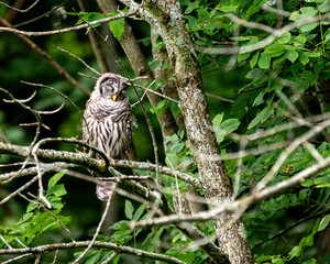 Barred owl sleeping