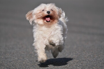 急げ！いそげ！